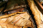 Sumati